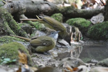 ノドジロカンムリヒヨドリ プーキィアオ野生動物保護区 2020年2月10日(月)