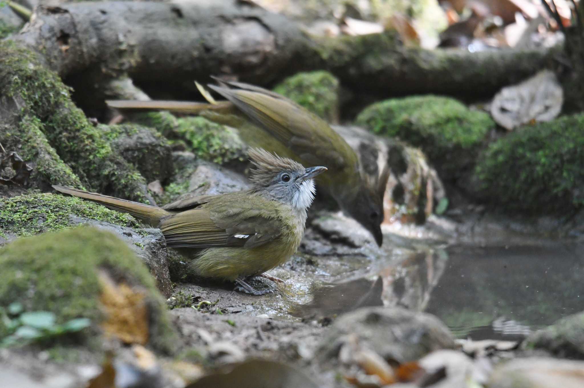 プーキィアオ野生動物保護区 ノドジロカンムリヒヨドリの写真 by あひる