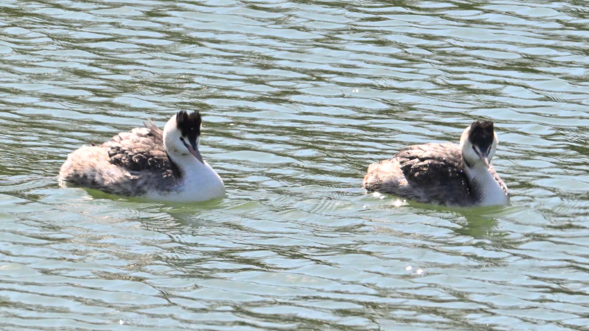 Great Crested Grebe