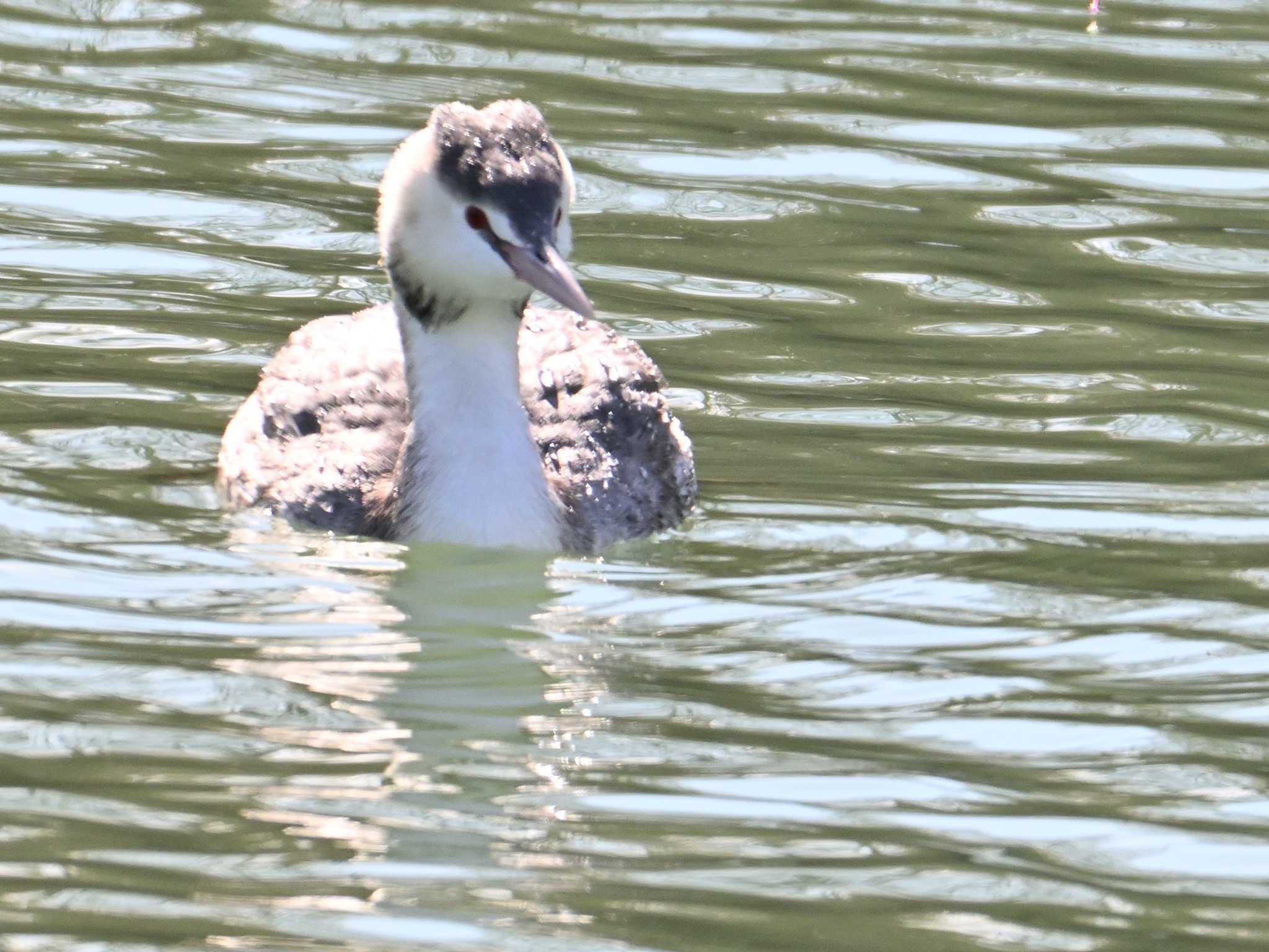 Great Crested Grebe