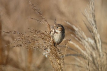 Pallas's Reed Bunting 多摩川 Fri, 1/5/2024