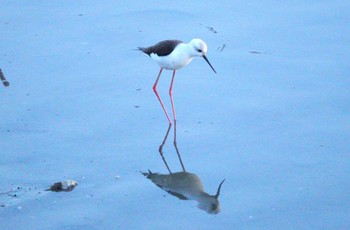 Black-winged Stilt 土留木川河口(東海市) Tue, 1/30/2024