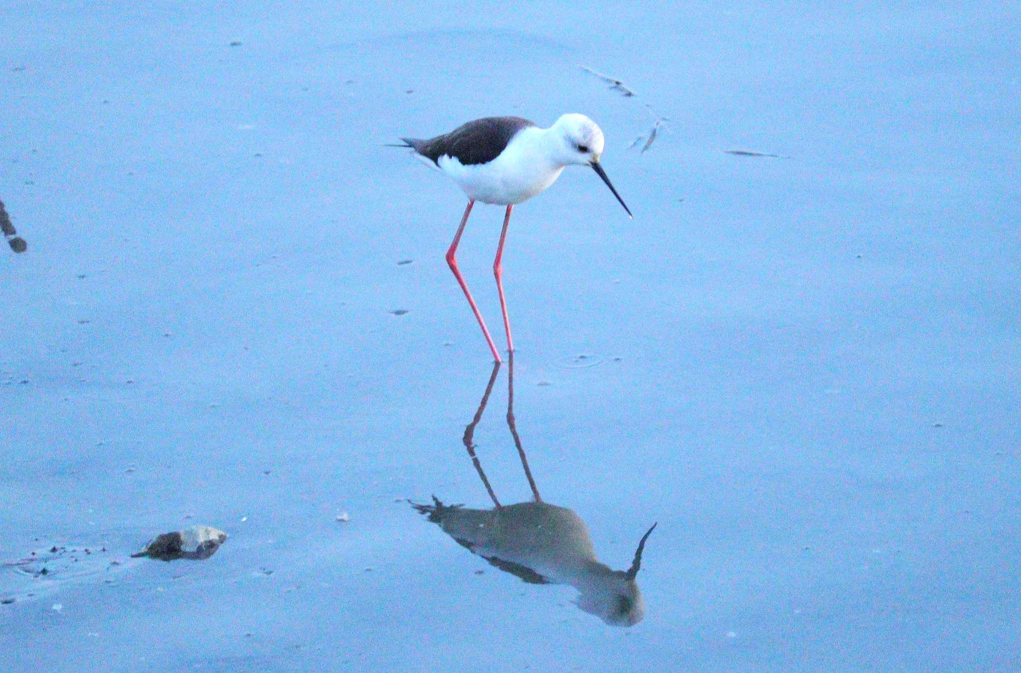 Black-winged Stilt