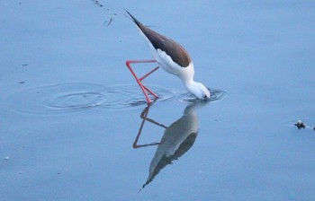 Black-winged Stilt 土留木川河口(東海市) Tue, 1/30/2024