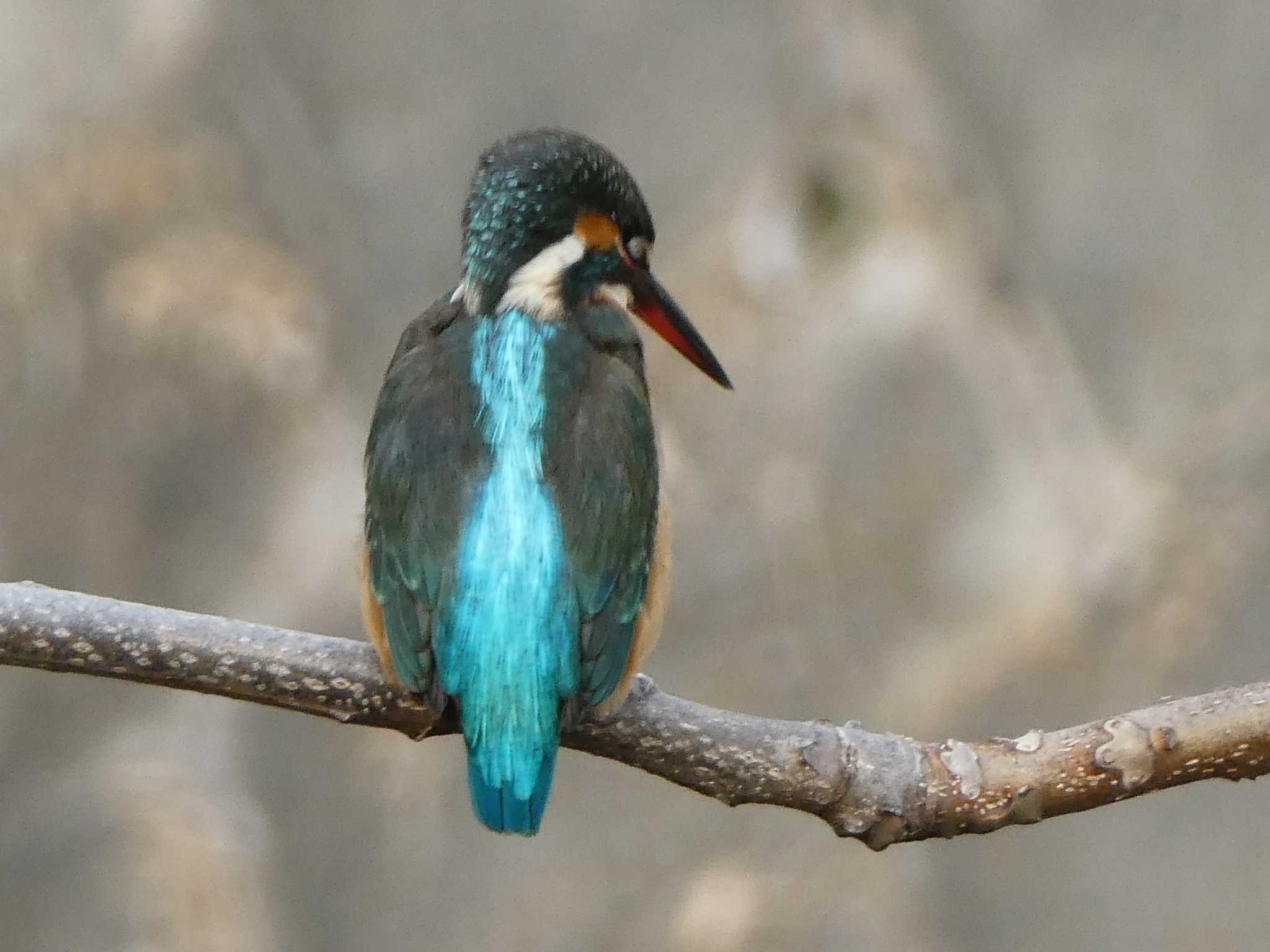 Common Kingfisher