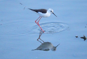 Black-winged Stilt 土留木川河口(東海市) Tue, 1/30/2024