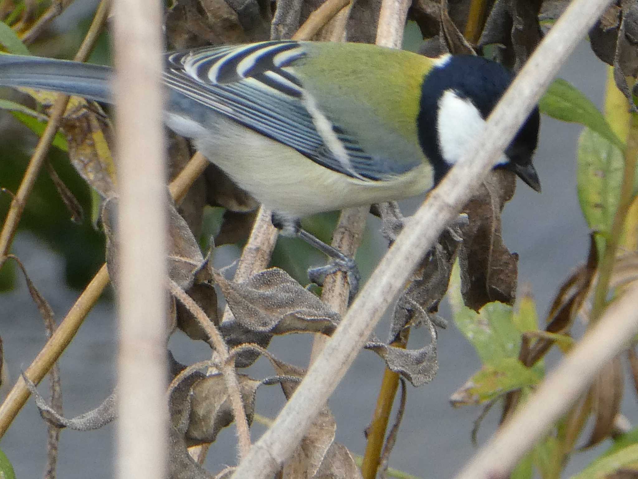 シジュウカラ