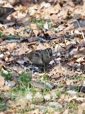 Eurasian Woodcock Maioka Park Sat, 2/3/2024