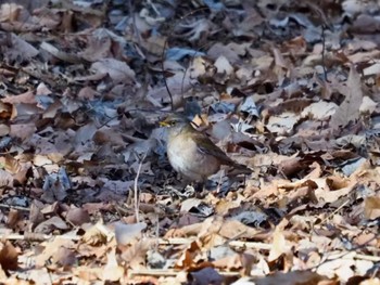 Pale Thrush Maioka Park Sat, 2/3/2024