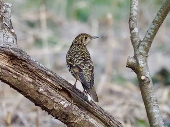 White's Thrush 横須賀市 Sat, 2/3/2024