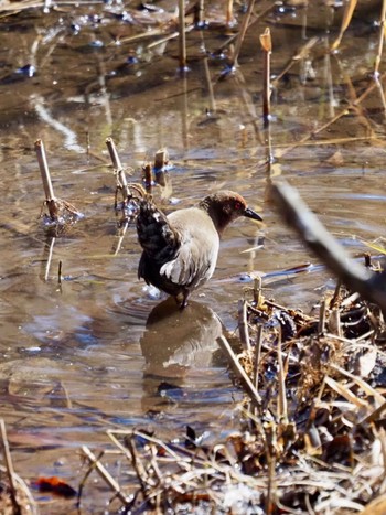 Ruddy-breasted Crake Maioka Park Sat, 2/3/2024