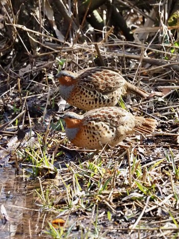 Chinese Bamboo Partridge Maioka Park Sat, 2/3/2024