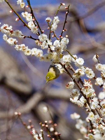 メジロ 舞岡公園 2024年2月3日(土)