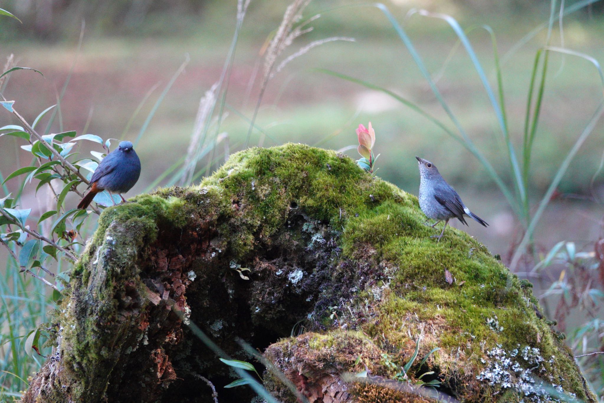 Plumbeous Water Redstart