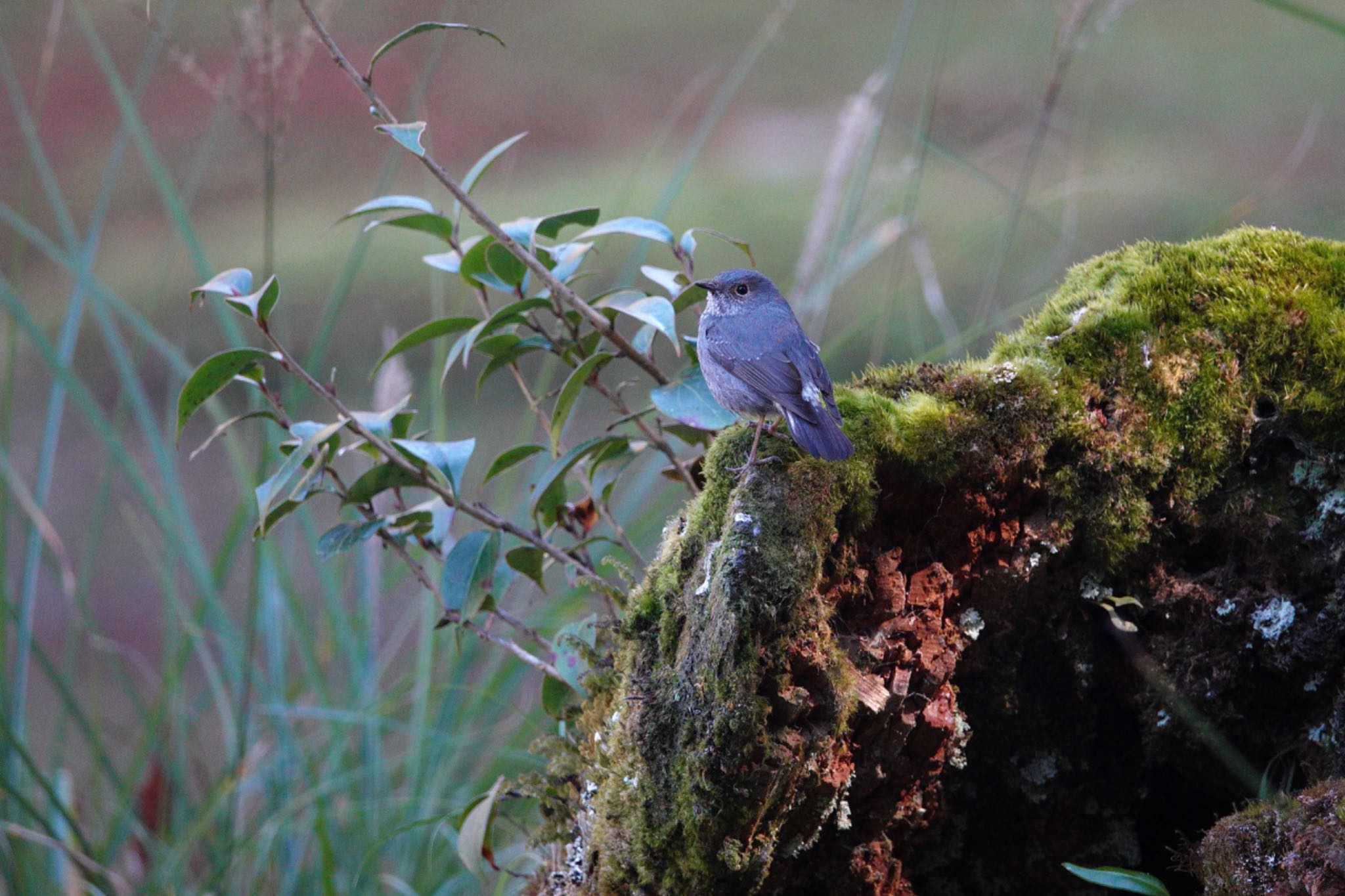 Plumbeous Water Redstart