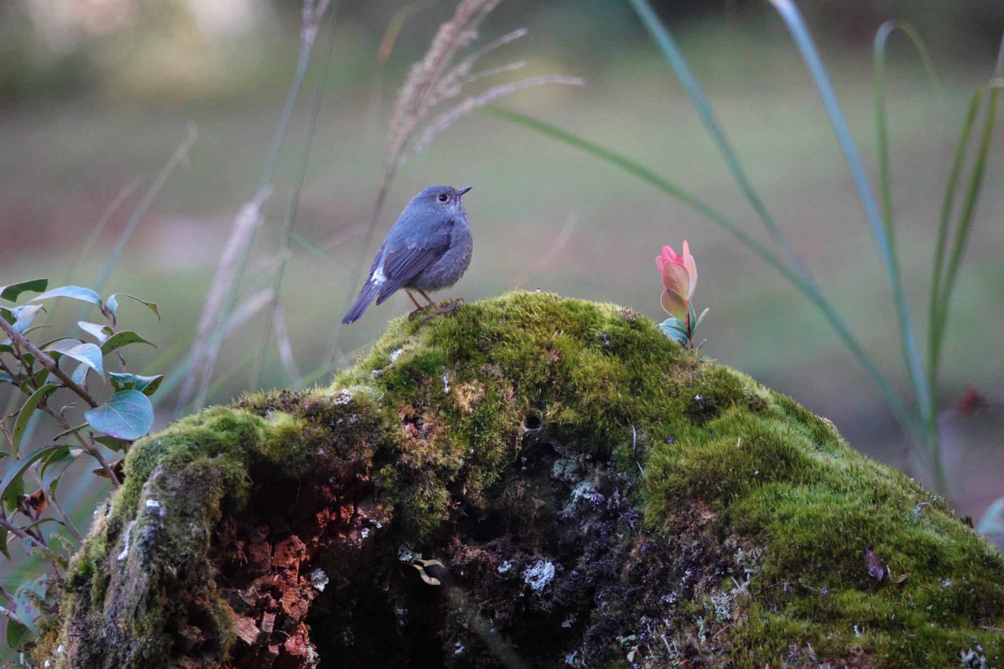 Photo of Plumbeous Water Redstart at 阿里山国家森林遊楽区 by のどか