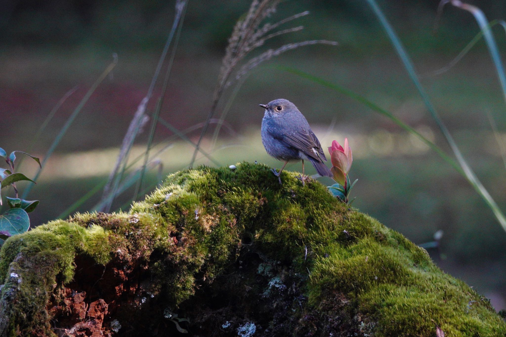 Photo of Plumbeous Water Redstart at 阿里山国家森林遊楽区 by のどか