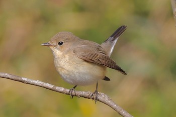 2024年2月3日(土) 小網代の森の野鳥観察記録