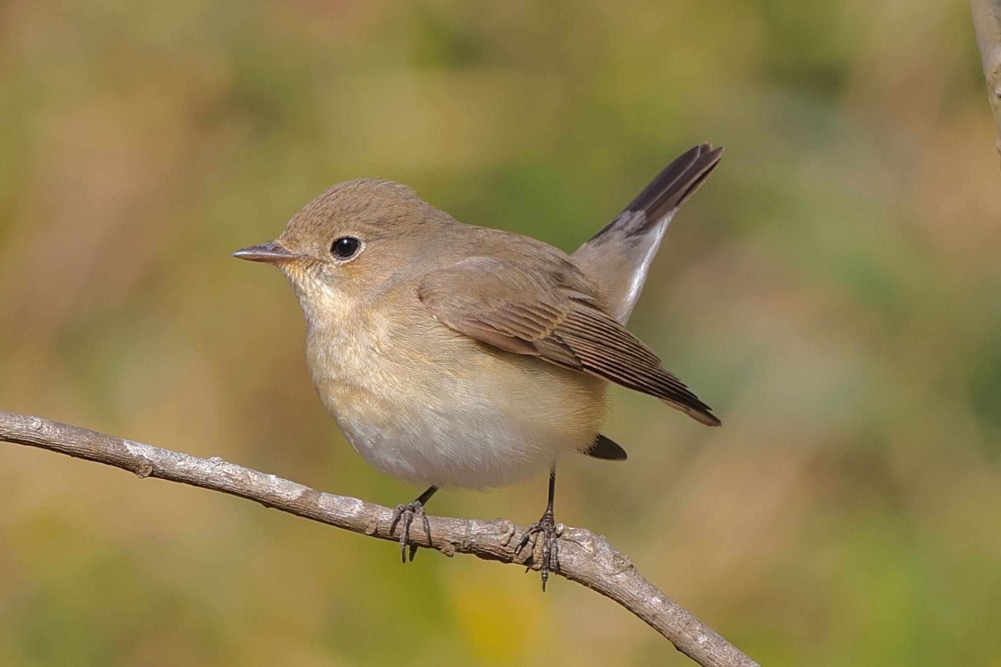 Red-breasted Flycatcher