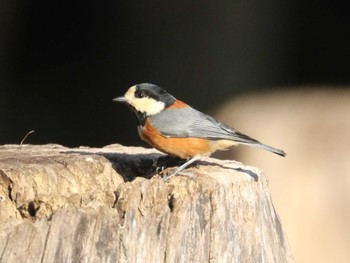 Varied Tit Kodomo Shizen Park Sat, 2/3/2024