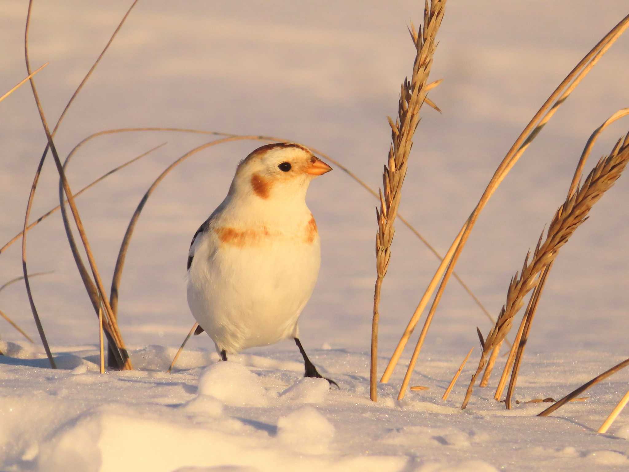 Snow Bunting