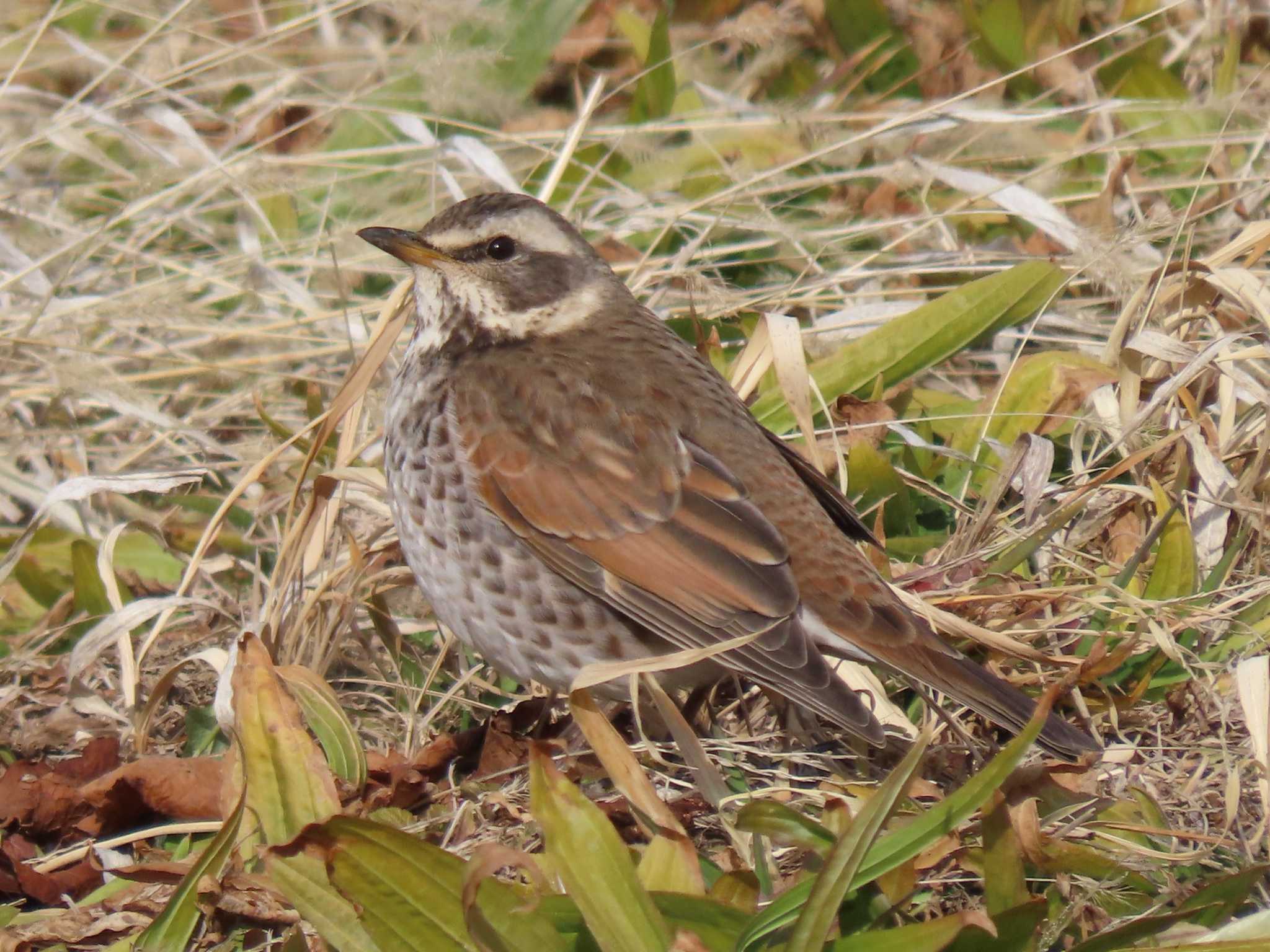 Dusky Thrush