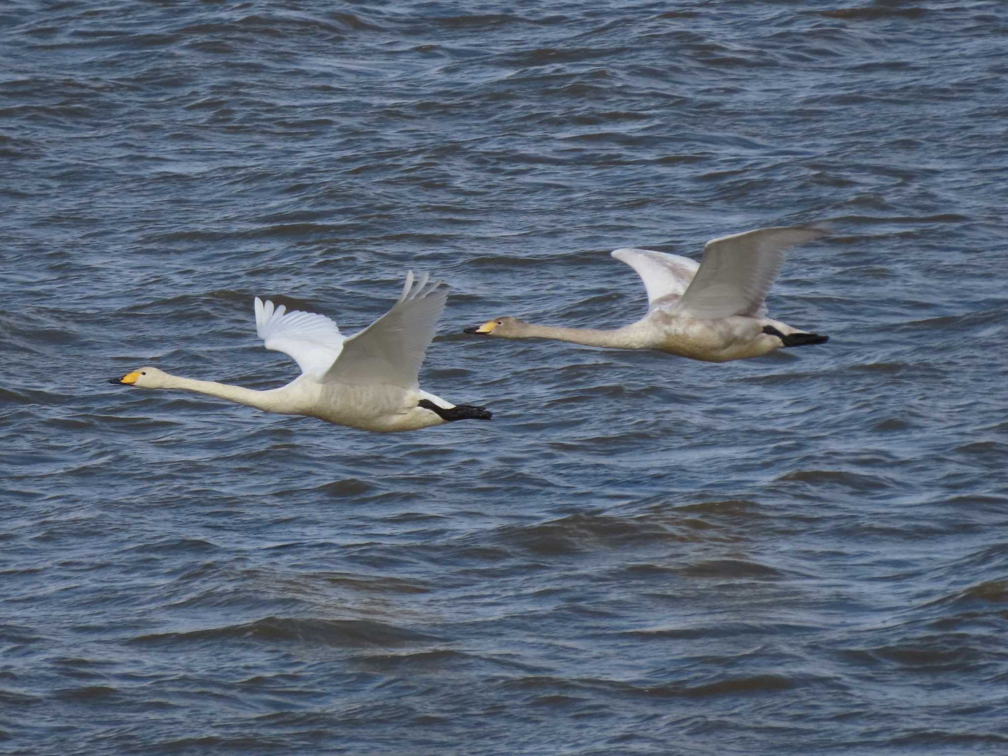 Whooper Swan