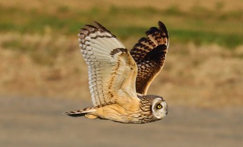 Short-eared Owl Unknown Spots Wed, 2/22/2023