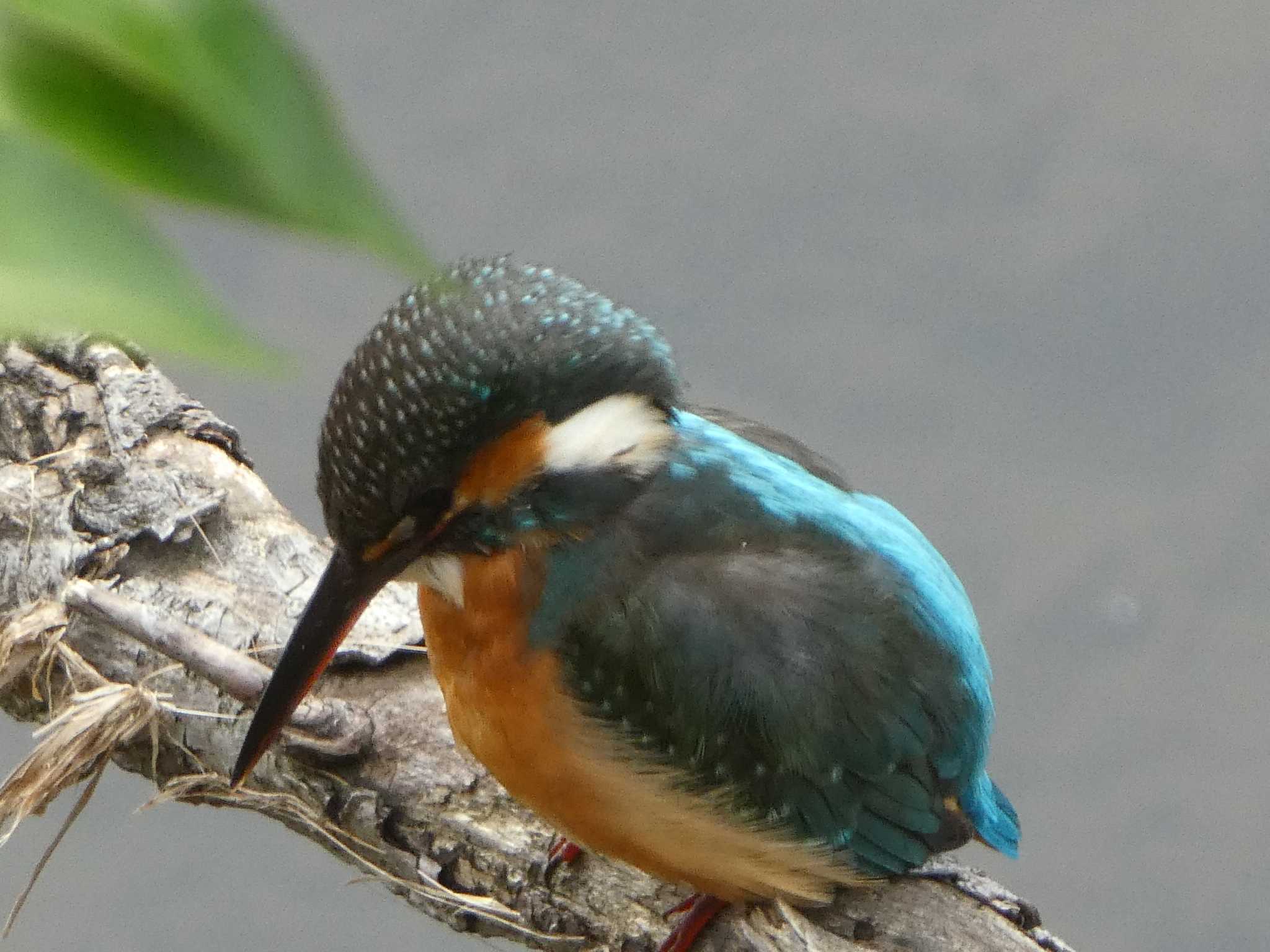 Common Kingfisher