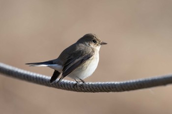 Red-breasted Flycatcher まつぶし緑の丘公園 Sat, 2/3/2024