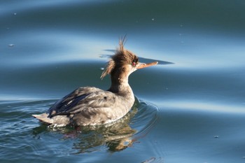 ウミアイサ 塩浜三番瀬公園 2024年2月3日(土)