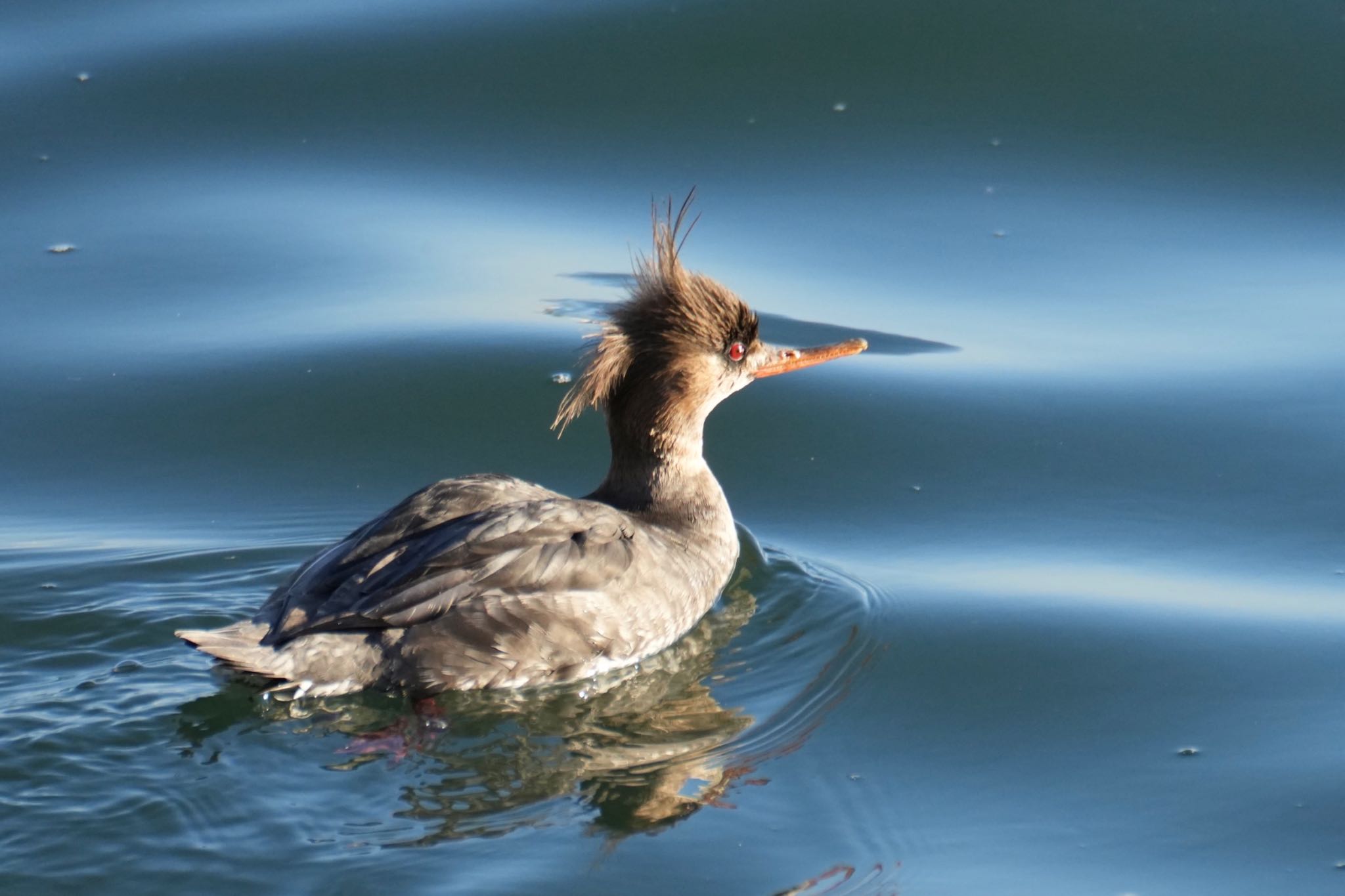 Photo of Red-breasted Merganser at 塩浜三番瀬公園 by あらどん