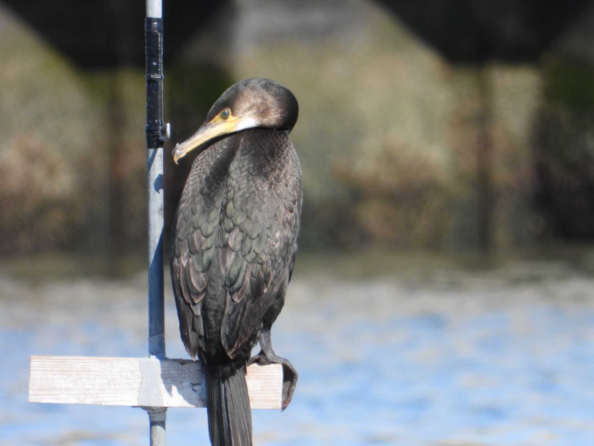 Photo of Japanese Cormorant at 片貝漁港 by かあちゃん