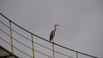 Grey Heron 東山動植物園 Sun, 11/18/2018