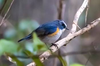 ルリビタキ 秋ヶ瀬公園(野鳥の森) 2024年2月4日(日)