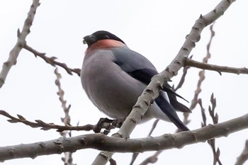 ウソ 秋ヶ瀬公園(野鳥の森) 2024年2月4日(日)