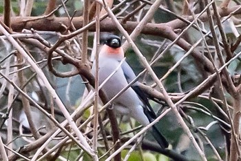 ウソ 秋ヶ瀬公園(野鳥の森) 2024年2月4日(日)