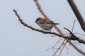 ニュウナイスズメ 横島干拓地 2019年2月8日(金)