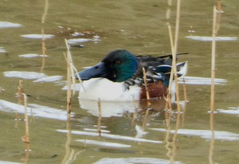 Northern Shoveler 加賀市鴨池観察館 Mon, 1/22/2024