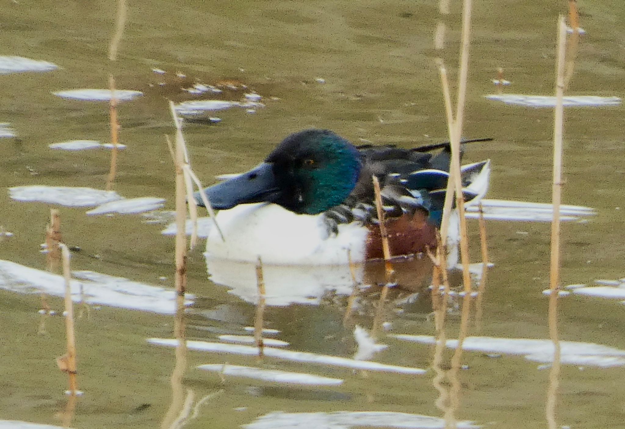 Photo of Northern Shoveler at 加賀市鴨池観察館 by koshi