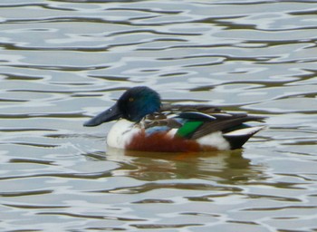 Northern Shoveler 加賀市鴨池観察館 Mon, 1/22/2024