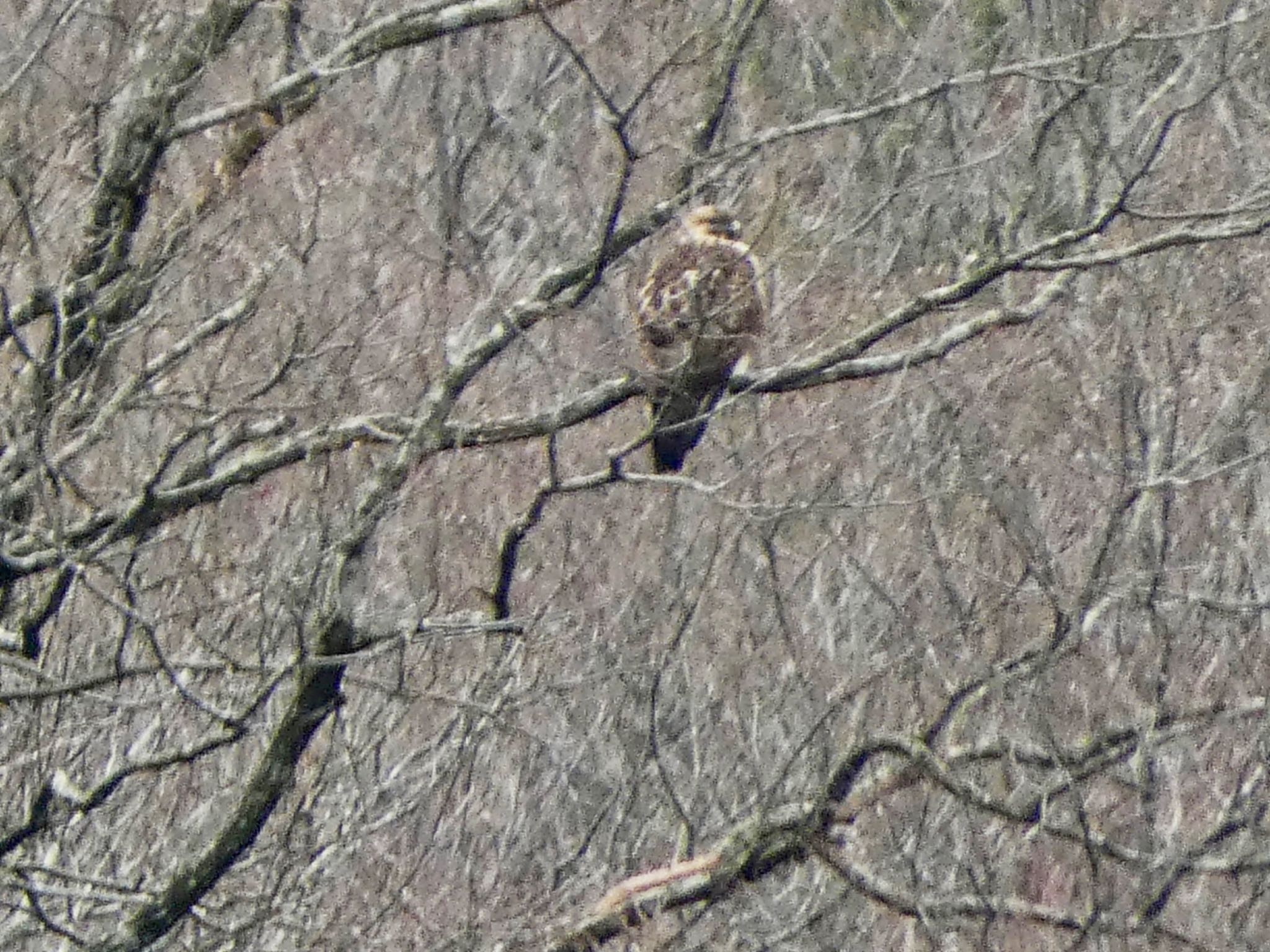 Eastern Buzzard