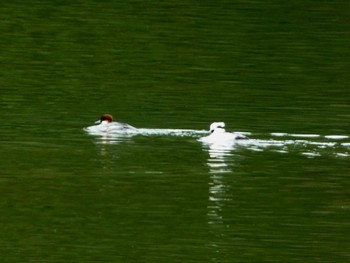 Smew 加賀市鴨池観察館 Mon, 1/22/2024