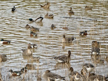 Mallard 加賀市鴨池観察館 Mon, 1/22/2024