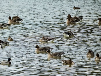 Tundra Bean Goose 加賀市鴨池観察館 Mon, 1/22/2024