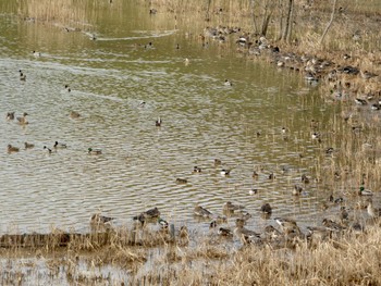 Northern Shoveler 加賀市鴨池観察館 Mon, 1/22/2024