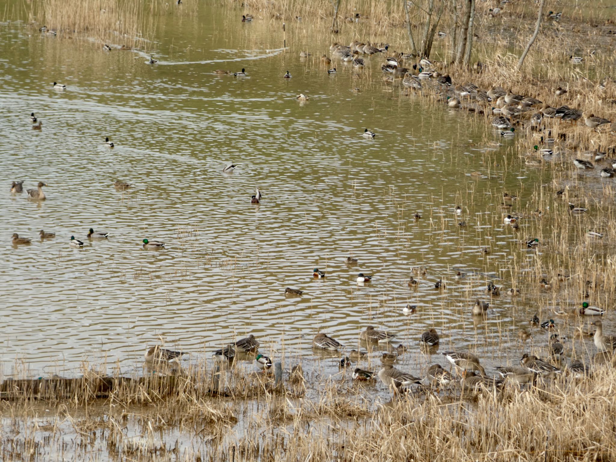 Photo of Northern Shoveler at 加賀市鴨池観察館 by koshi