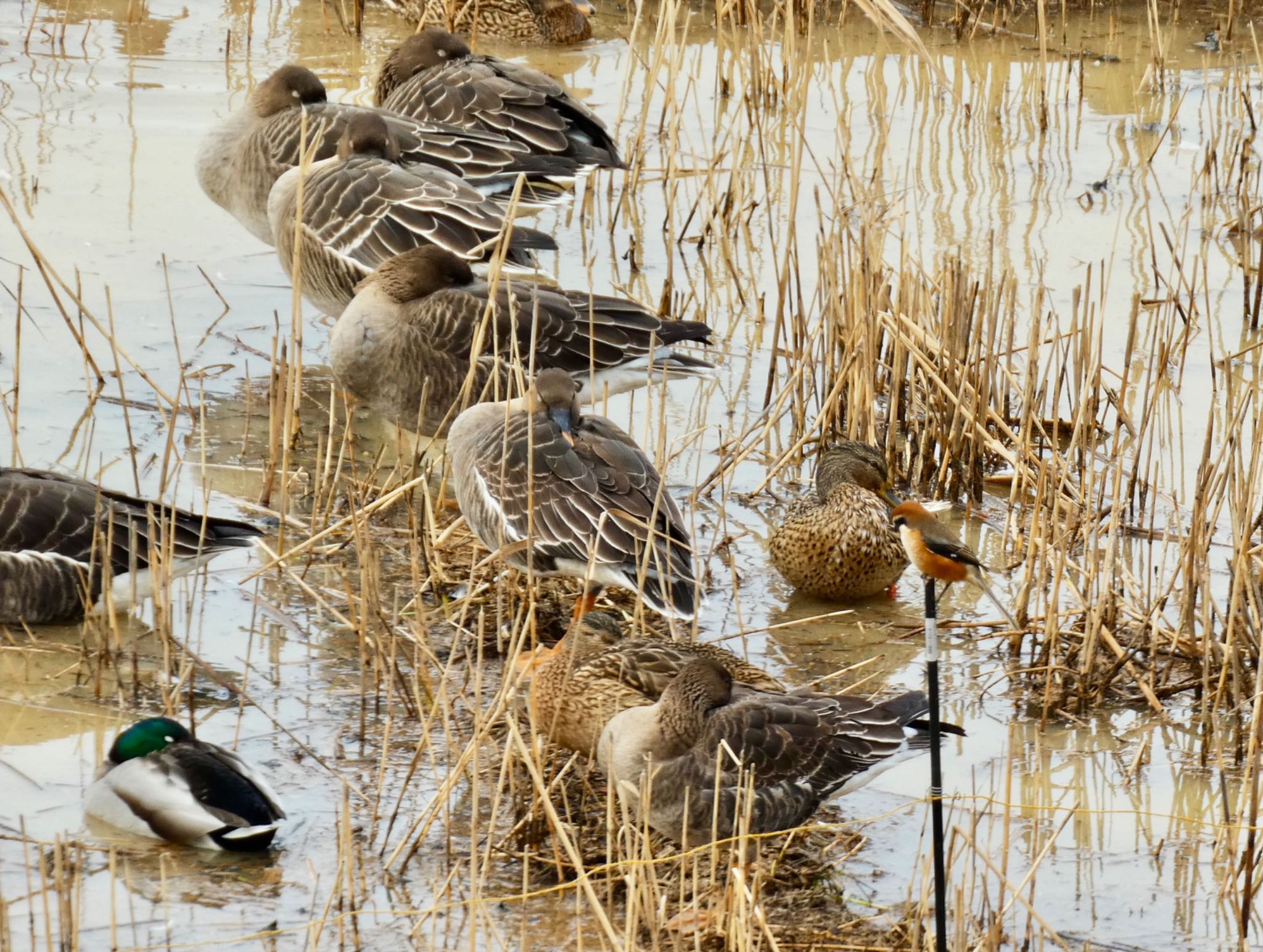 Photo of Tundra Bean Goose at 加賀市鴨池観察館 by koshi