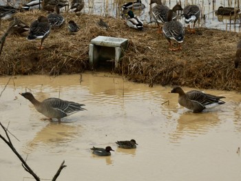 Tundra Bean Goose 加賀市鴨池観察館 Mon, 1/22/2024