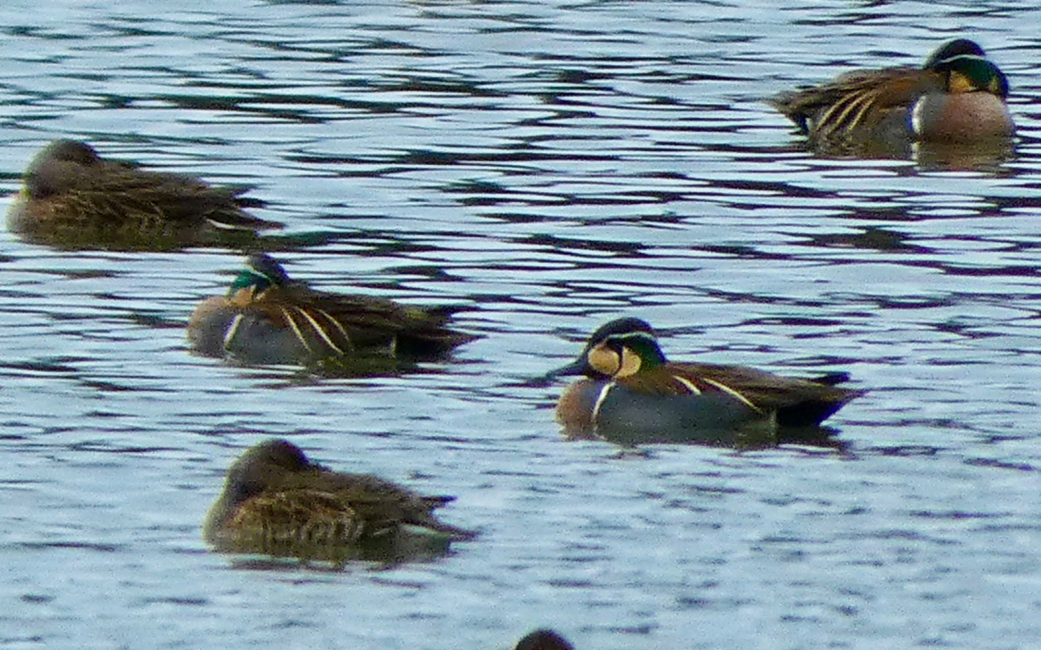 トモエガモ